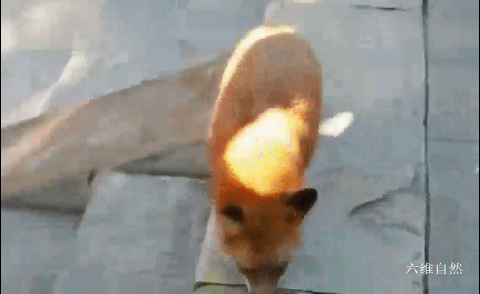 北京潭柘寺出现一只不怕人的赤狐，成为网红“灵狐”，疑似人工养殖的狐狸 - 3