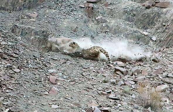 雪豹超完美伪装捕杀猎物, 岩羊在毫无准备下直接被雪豹秒杀 - 8