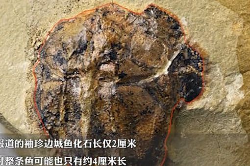 重庆发现4.23亿年前袖珍边城鱼，袖珍边城鱼是什么样子的 - 4