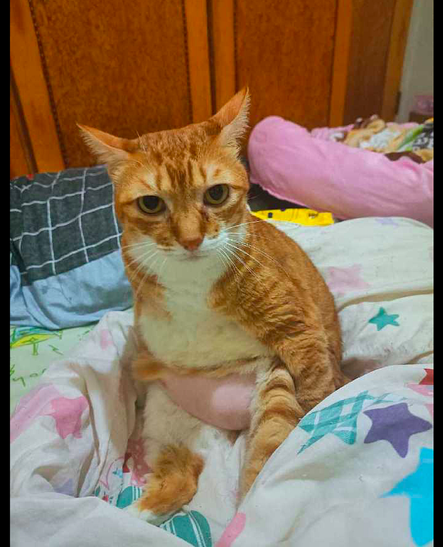 橘猫坐在床上的时候，粉色的肚子凸出来特别的大，也太显眼了吧！ - 1
