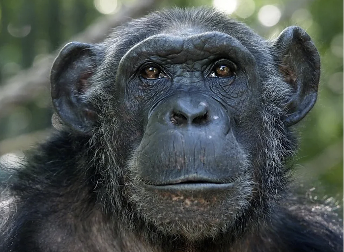研究人员开发新方法确定非法交易的黑猩猩来源 - 1