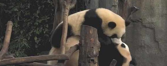 熊猫妈妈正睡午觉，一见它便逃跑，网友：这是国宝唯一的“克星” - 1