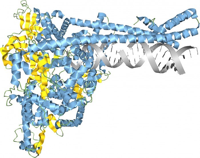 SARS-CoV-2-RNA-Synthesis-Compex.jpg