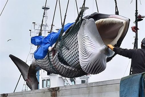 日本为何要捕杀鲸鱼 有什么历史渊源 - 4