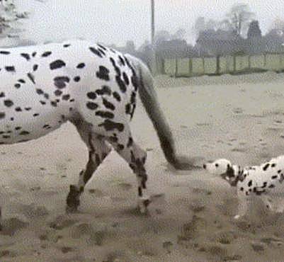 带着斑点狗去农场，狗狗见到斑点马后激动了，一个动作就笑翻人 - 2