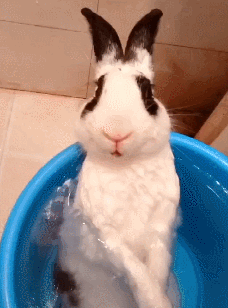 网友给兔子洗澡，非但没反抗还泡起了热水澡，感觉活成了人的模样 - 6
