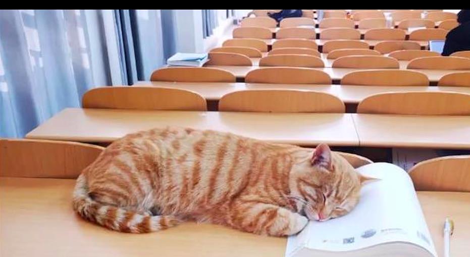 一只学校里的橘猫，还想吃食堂的花甲粉，看背影就知道伙食多好了 - 1