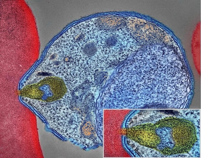 Malaria-Parasite-Connecting-to-Human-Red-Blood-Cell-777x611.jpg
