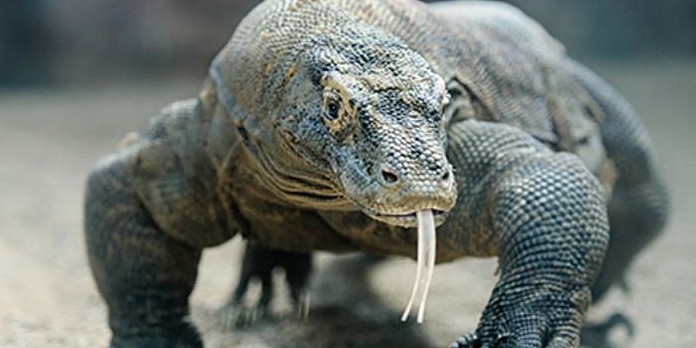 世界上最大的蜥蜴，遇到它，剧毒无比的眼镜蛇也只能成为盘中餐！ - 2