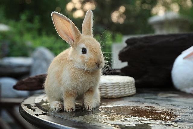 兔子专用益生菌有哪些，怎么用 - 2