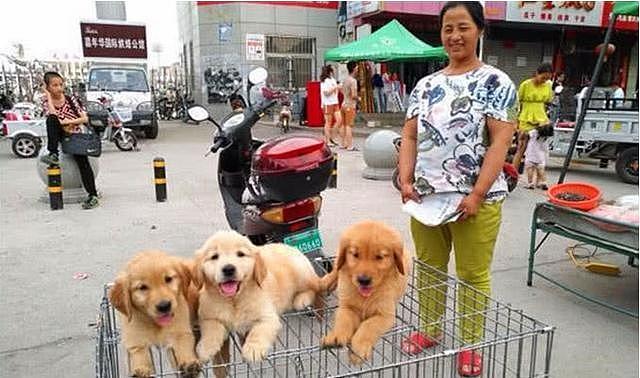 金毛幼犬主人带出来当街售卖，价钱低廉可路人纷纷看完之后就走 - 3