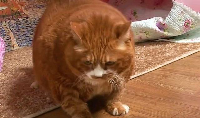 橘猫被取名叫“金针菇”，3年却胖到20斤，主人：还是叫杏鲍菇吧 - 1