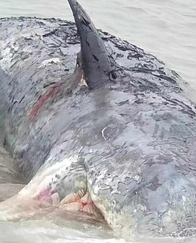 浙江台州海上惊现抹香鲸尸体 或为此前在象山搁浅的那条 - 1