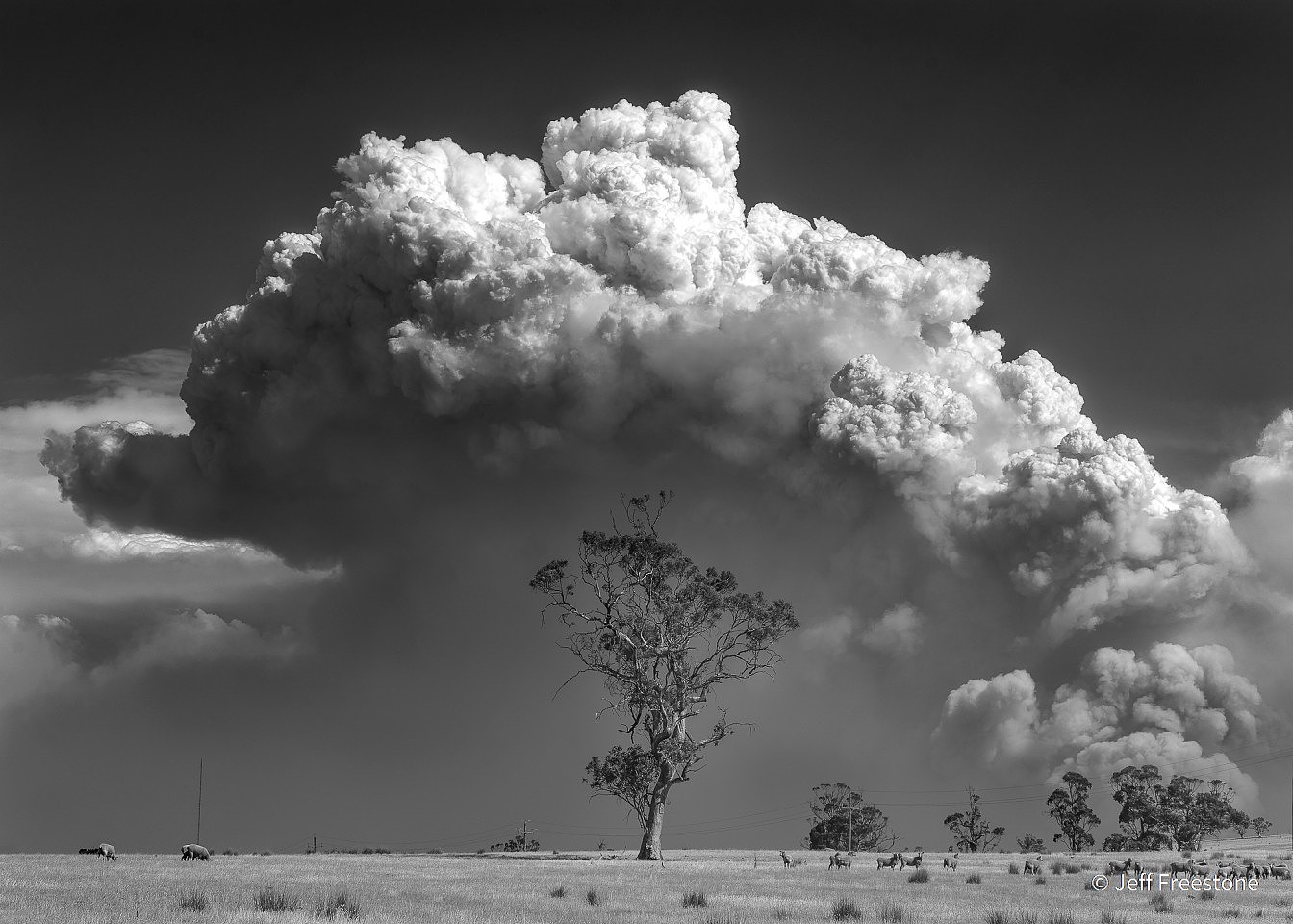 澳大利亚地理自然年度摄影师奖作品赏析 - 3