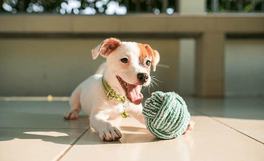 养宠心得：钙片狗狗幼犬 给幼犬补钙只考虑钙片好吗？ - 1