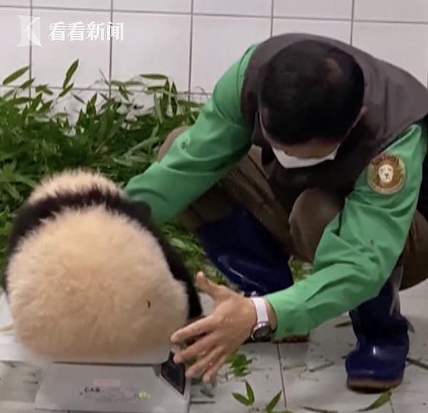 旅韩熊猫幼崽“福宝”初长成！还是超黏人小可爱 - 1