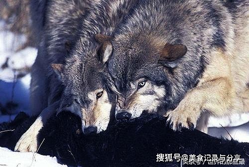 鬣狗跟灰狼的实力是“七三开”，鬣狗七狼三？网友评论有道理 - 4