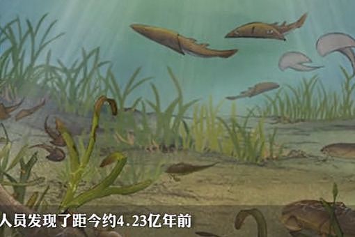 重庆发现4.23亿年前袖珍边城鱼，袖珍边城鱼是什么样子的 - 1