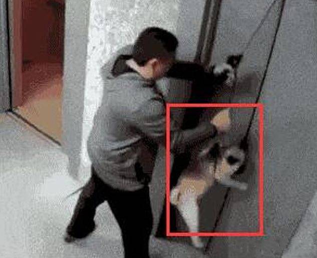 狗狗在电梯门关闭时突然跑出，接下来一幕，让人后怕不已 - 3
