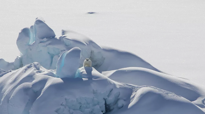 北极“最后的冰区”海冰融化创纪录 - 1