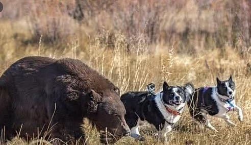 俄罗斯境内第一猛犬，并非高加索犬，它才是猛犬代表，可猎杀黑熊 - 3