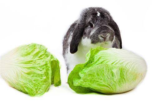 养宠经验：兔子吃什么缓解便秘 - 2