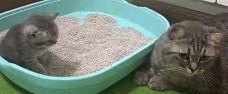 小奶猫学用猫砂盆太磨蹭, 被性急的猫妈妈一巴掌拍进了“屎盆子” - 1