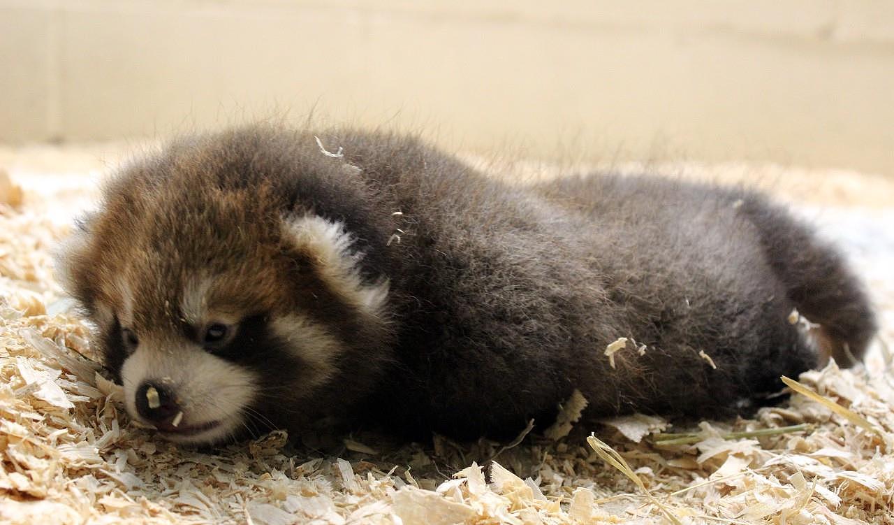 美国纽约濒危的红熊猫幼崽 本周五宣布幼崽的名字 - 4