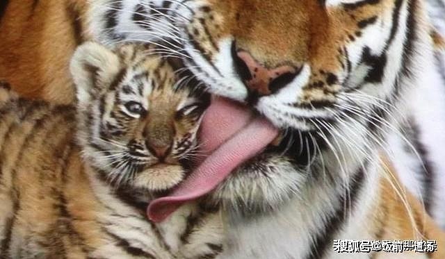老虎的舌头，刮骨的钢刀，被它舔一下比在水泥地擦伤还严重 - 7