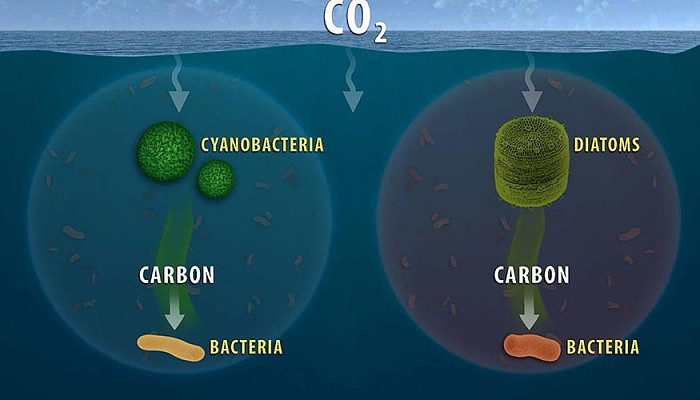 Ocean-Carbon.jpg