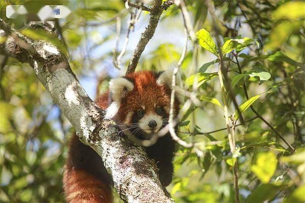 萌化了！云南太阳河国家森林公园首次成功繁育野外诞生小熊猫 - 4