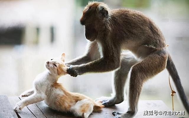 猫咪滞留动物园猴山，被猴子折磨撕咬，猴子为什么会那么讨厌猫？ - 1