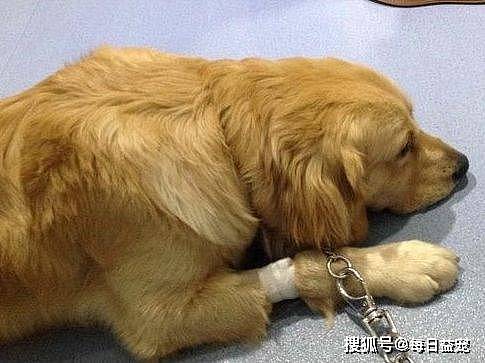 金毛误食异物被送进医院，手术成功后医生却说：这狗没救了！ - 4