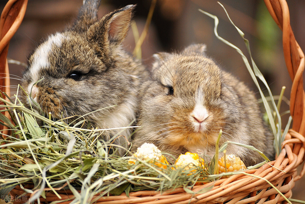 兔子可以喝益生菌吗，什么情况下吃益生菌 - 3
