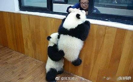 可爱！大熊猫爬墙越狱撞脸成都网红熊猫 - 8