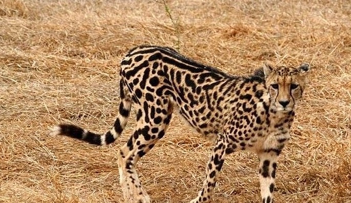这种猫科动物是猎豹的罕见变异，人类送了它一个霸气名字：王猎豹 - 5