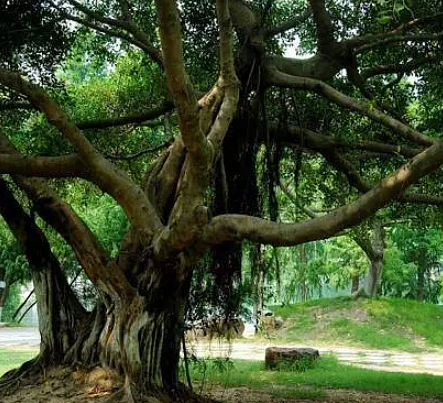 揭秘中国古代民间传说中的“招鬼树”，都有什么说法存在？ - 1