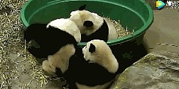 好大一个“聚宝盆”网友：里边的熊猫怎么卖？ - 7