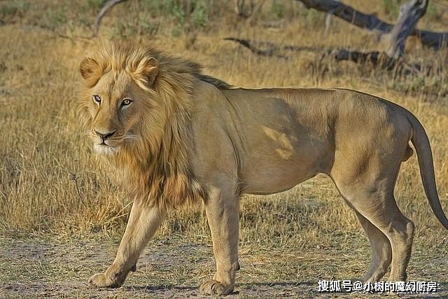 最容易混淆的猫科动物分类：狮子属于猫科，猎豹和云豹不属于豹属 - 2