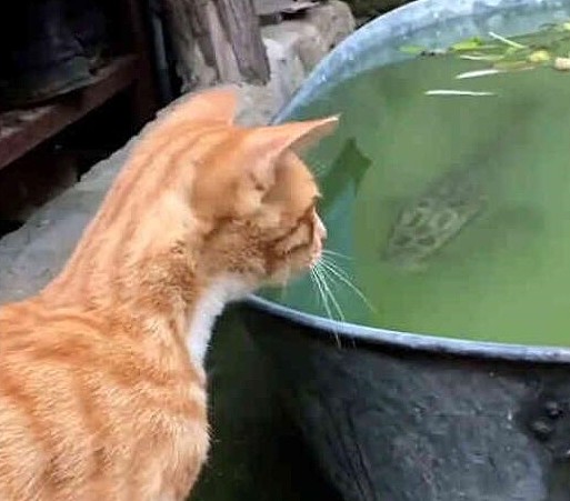 橘猫偷鱼被咬，猫鱼大战三百回合，结果橘猫悲剧了！ - 1