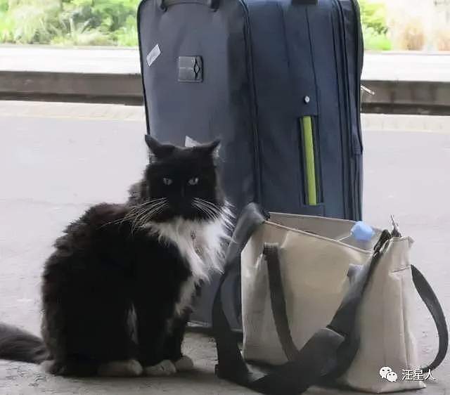 小奶猫在车站等妈妈，却被人类“套路”了11年，脏活累活全是它 - 4