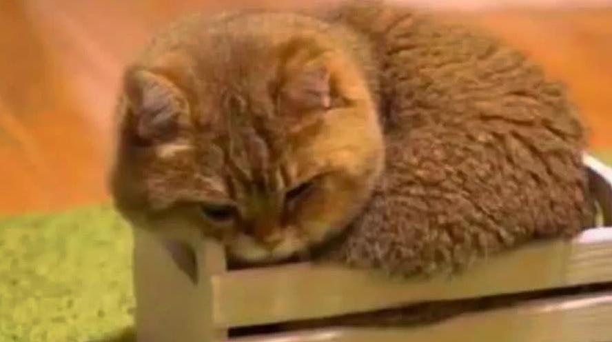 橘猫为证明自己不是虚胖, 强行挤入木箱, 主人看到画面后笑喷了 - 3