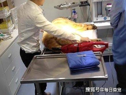 金毛误食异物被送进医院，手术成功后医生却说：这狗没救了！ - 3