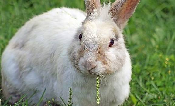 豚鼠和兔子等爱吃的草粉，是药还是保健品，怎样吃才科学？ - 3