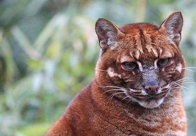 世界上最凶残十大猫咪，敢于挑衅雄狮猎豹，榜首堪称“杀戮机器” - 9