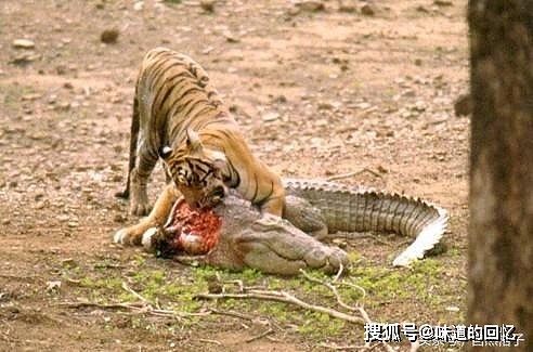 猫科动物如何捕杀鳄鱼？老虎单杀，狮子围攻，美洲豹直接咬碎头骨 - 1