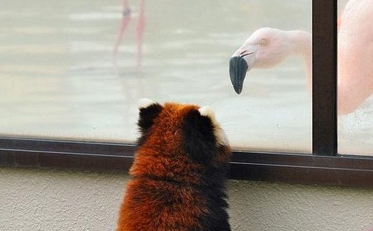 小熊猫讨要苹果被拒绝，遭火烈鸟嘲笑体型，羞怒下抱紧饲养员大腿 - 5