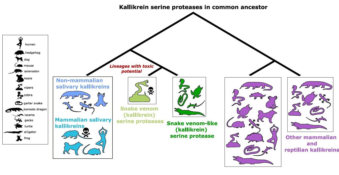 研究：蛇的毒液和哺乳动物的唾液蛋白由同一祖先基因进化而来 - 1