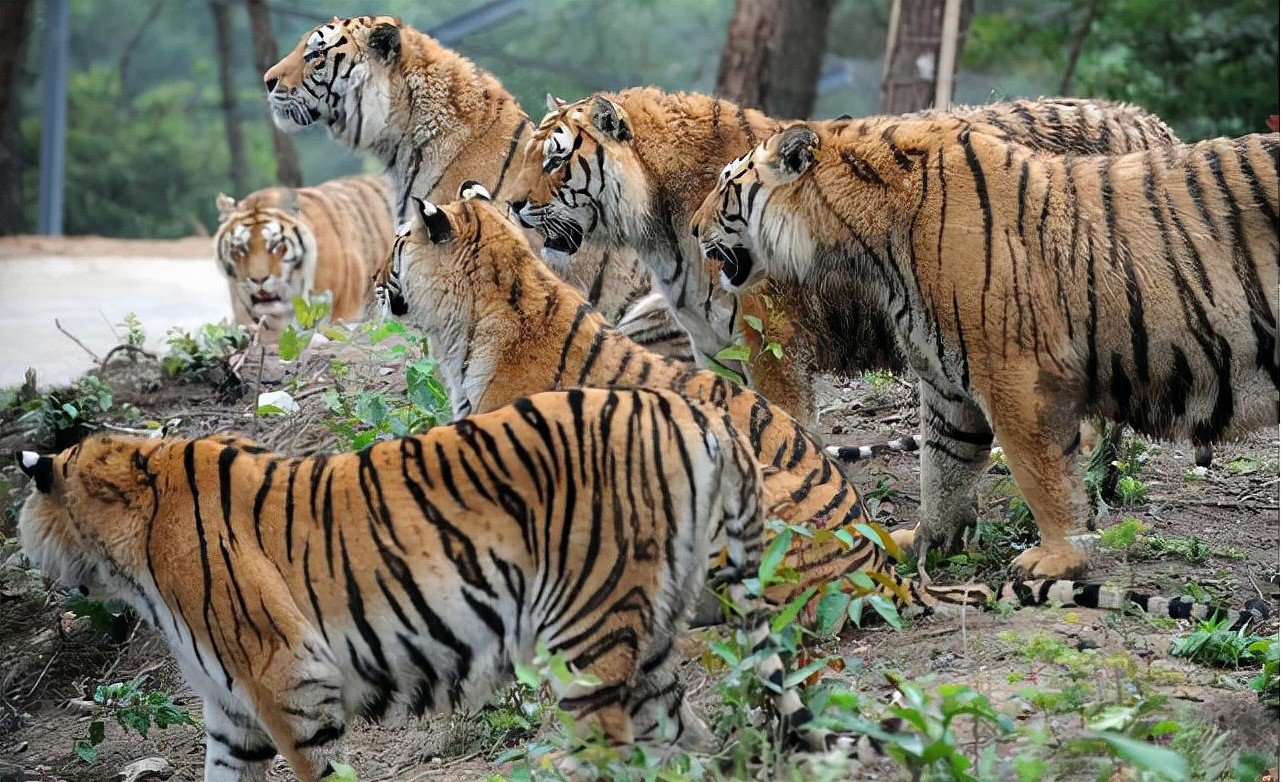 如果把500只老虎投放到非洲大草原，它们能够生存下去吗？ - 6