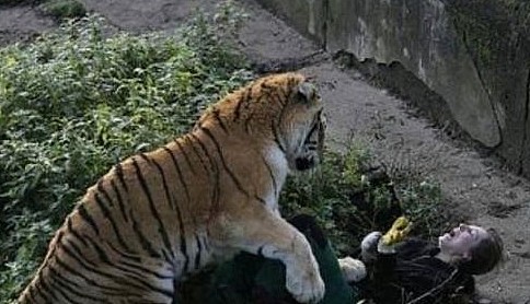 老虎发情不分物种，硬把女饲养员扑倒在地，然后它悲剧了··· - 2